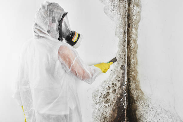 Best Mold Removal Near Me  in Chapman, KS