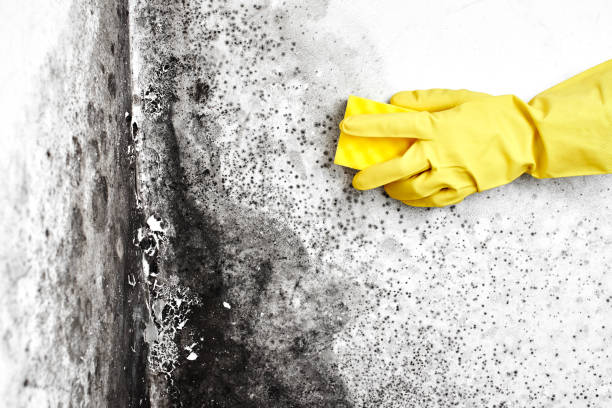 Best Same-Day Mold Removal  in Chapman, KS