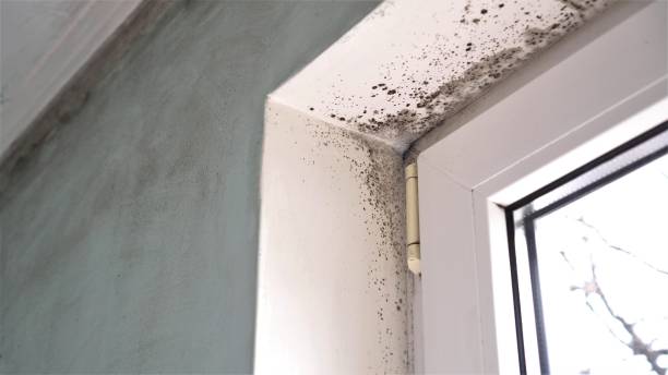 Best Black Mold Removal  in Chapman, KS