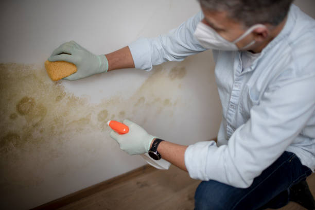 Mold Testing and Removal in Chapman, KS