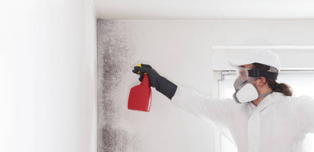Best Attic Mold Removal  in Chapman, KS