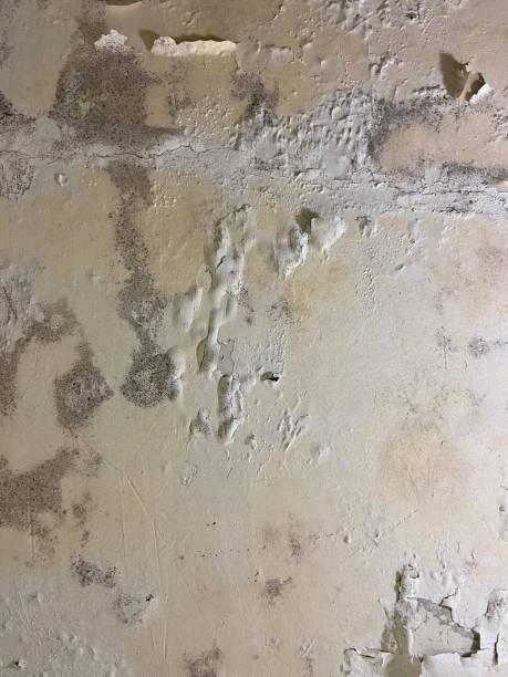Best Fast Mold Removal  in Chapman, KS
