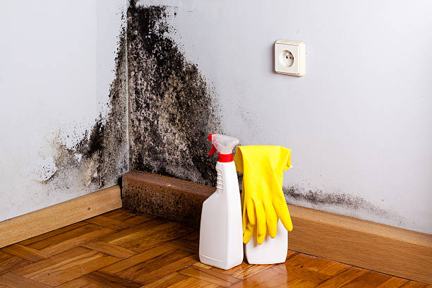 Best Certified Mold Removal  in Chapman, KS