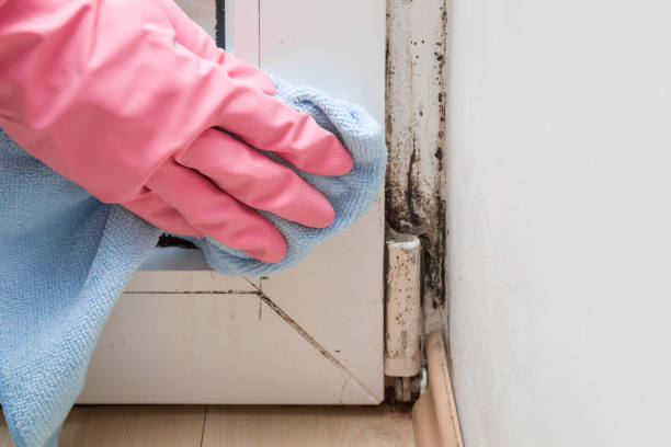 Best Affordable Mold Removal  in Chapman, KS