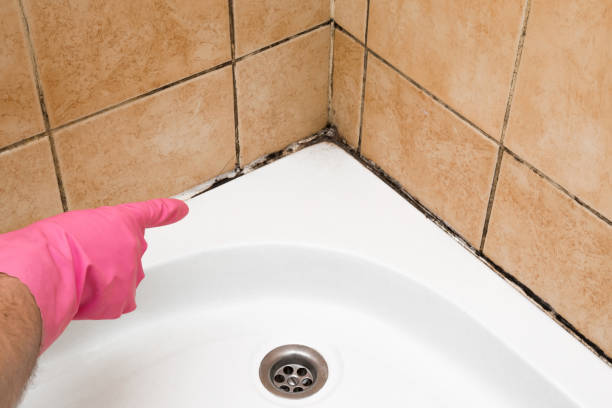 Best Mold Testing  in Chapman, KS